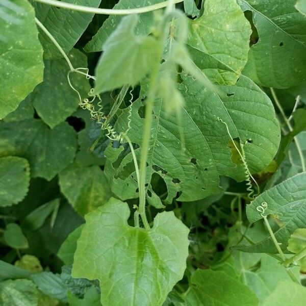 Snakegourd (Trichosanthes cucumerina)