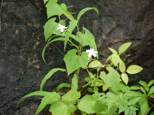 Snakegourd (Trichosanthes cucumerina)