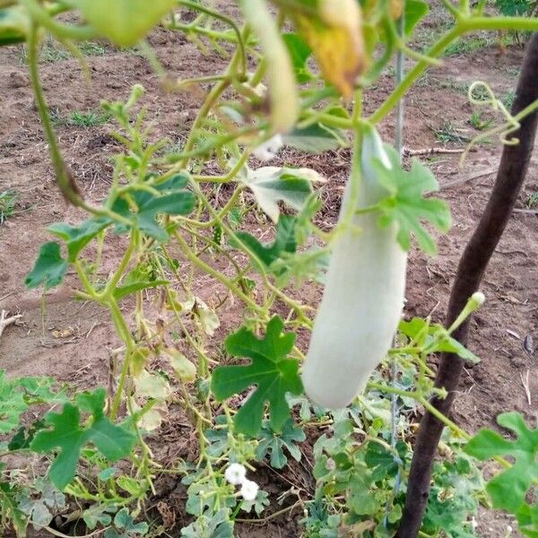 Snakegourd (Trichosanthes cucumerina)