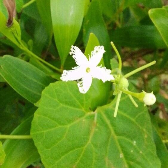 Snakegourd (Trichosanthes cucumerina)