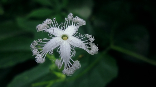Snakegourd (Trichosanthes cucumerina)