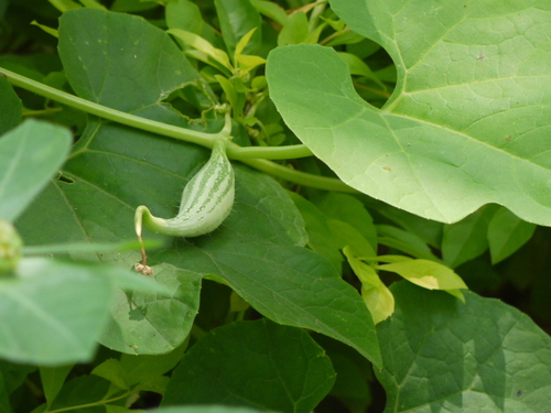 Snakegourd (Trichosanthes cucumerina)