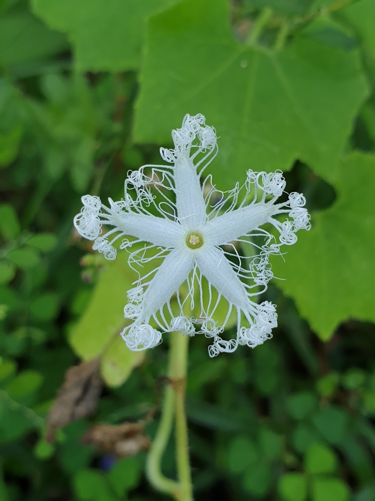 Snakegourd (Trichosanthes cucumerina)