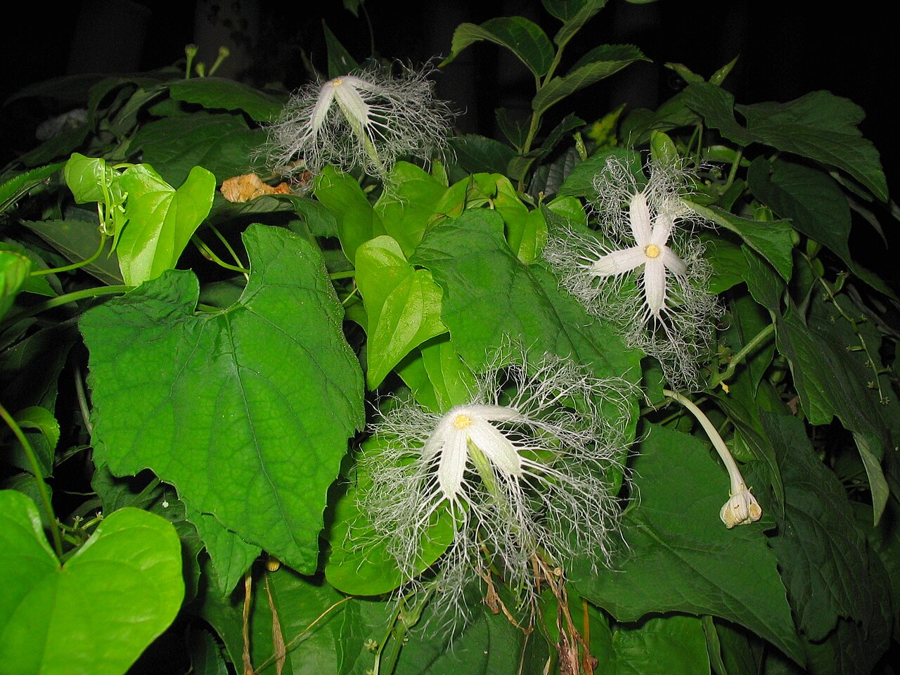 Trichosanthes cucumeroides: snake gourd
