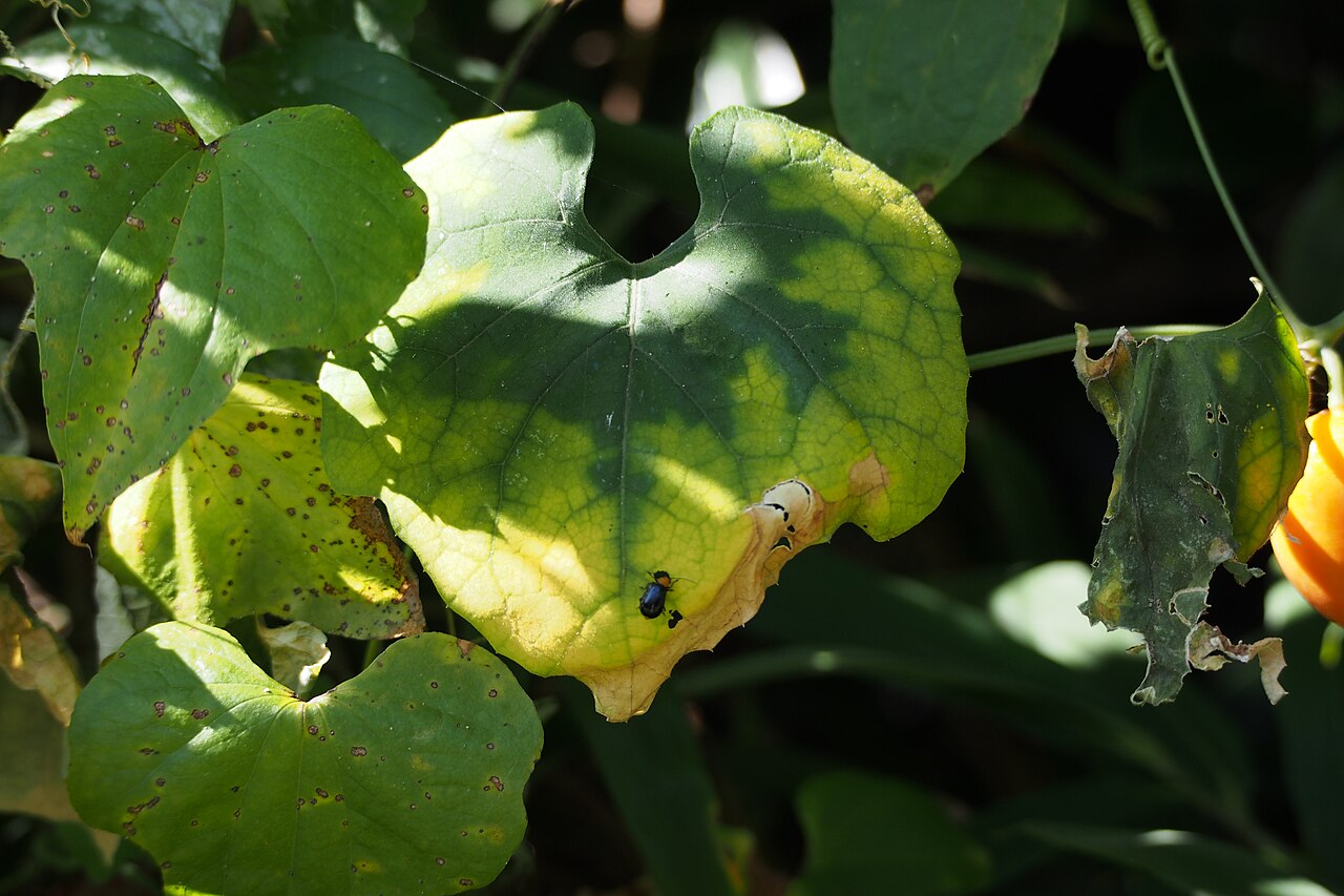 Trichosanthes cucumeroides: カラスウリ.