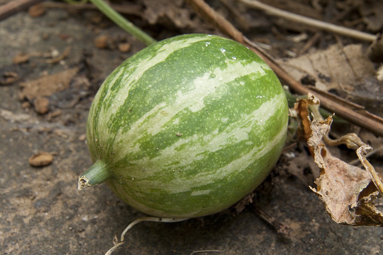 Trichosanthes cucumeroides: カラスウリ