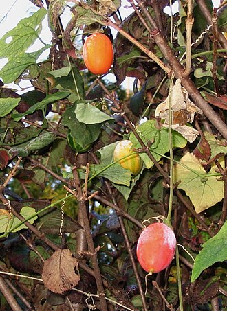Trichosanthes cucumeroides: snake gourd