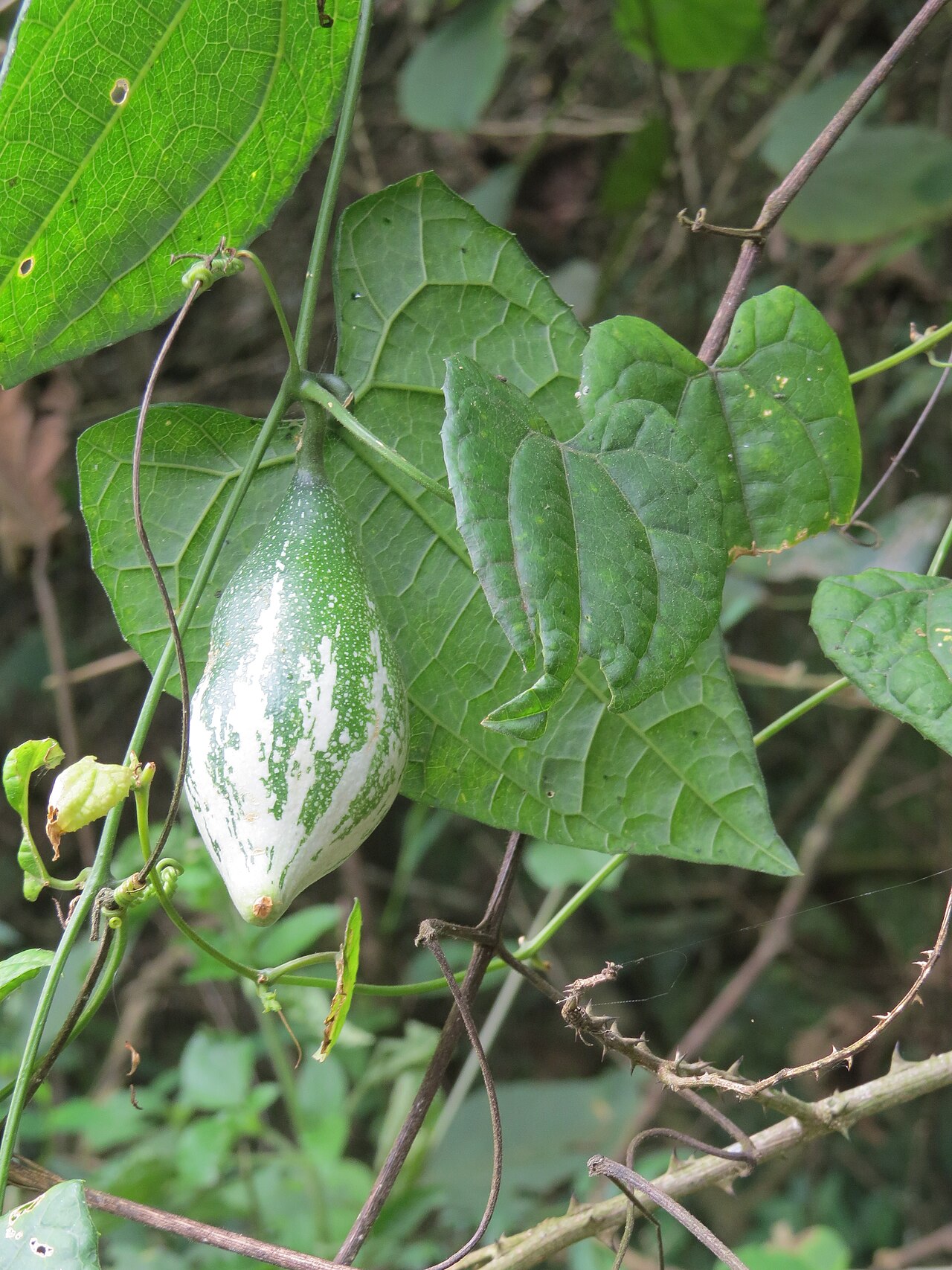 Pointed gourd: Photos from Iritty - Virajpet roadside