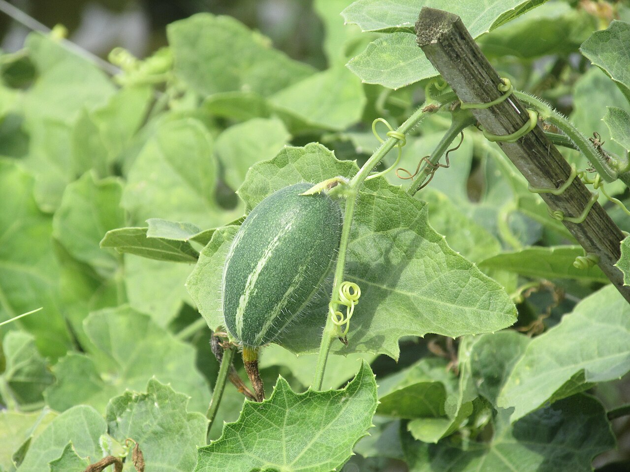 Pointed gourd: Trichosanthes dioica