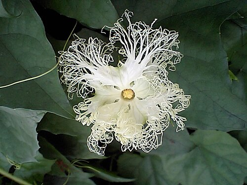Trichosanthes kirilowii: キカラスウリの花