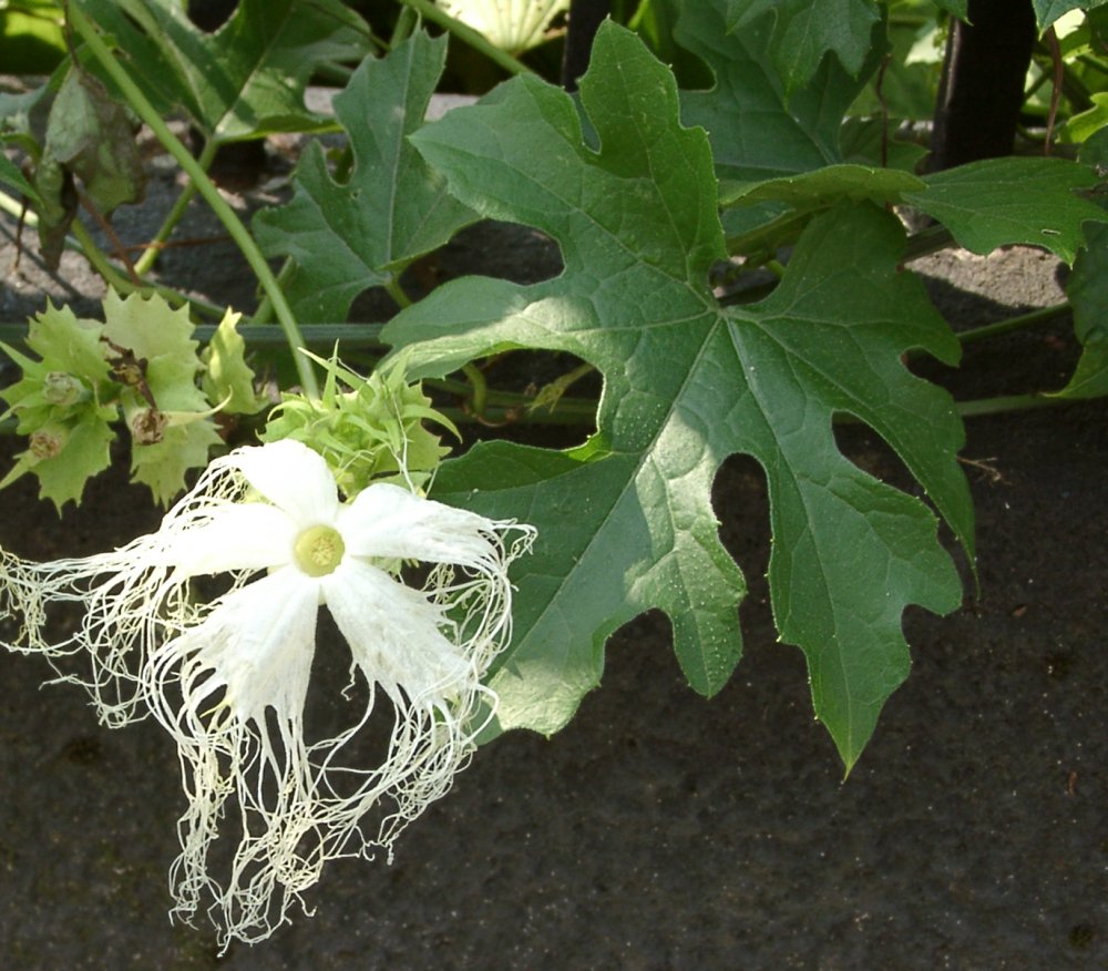 Trichosanthes kirilowii: Trichosanthes kirilowii