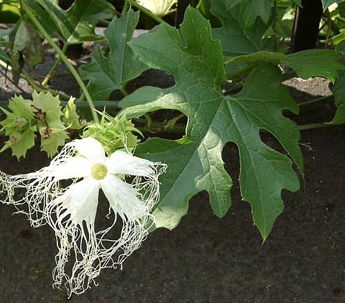 Trichosanthes kirilowii: Trichosanthes kirilowii