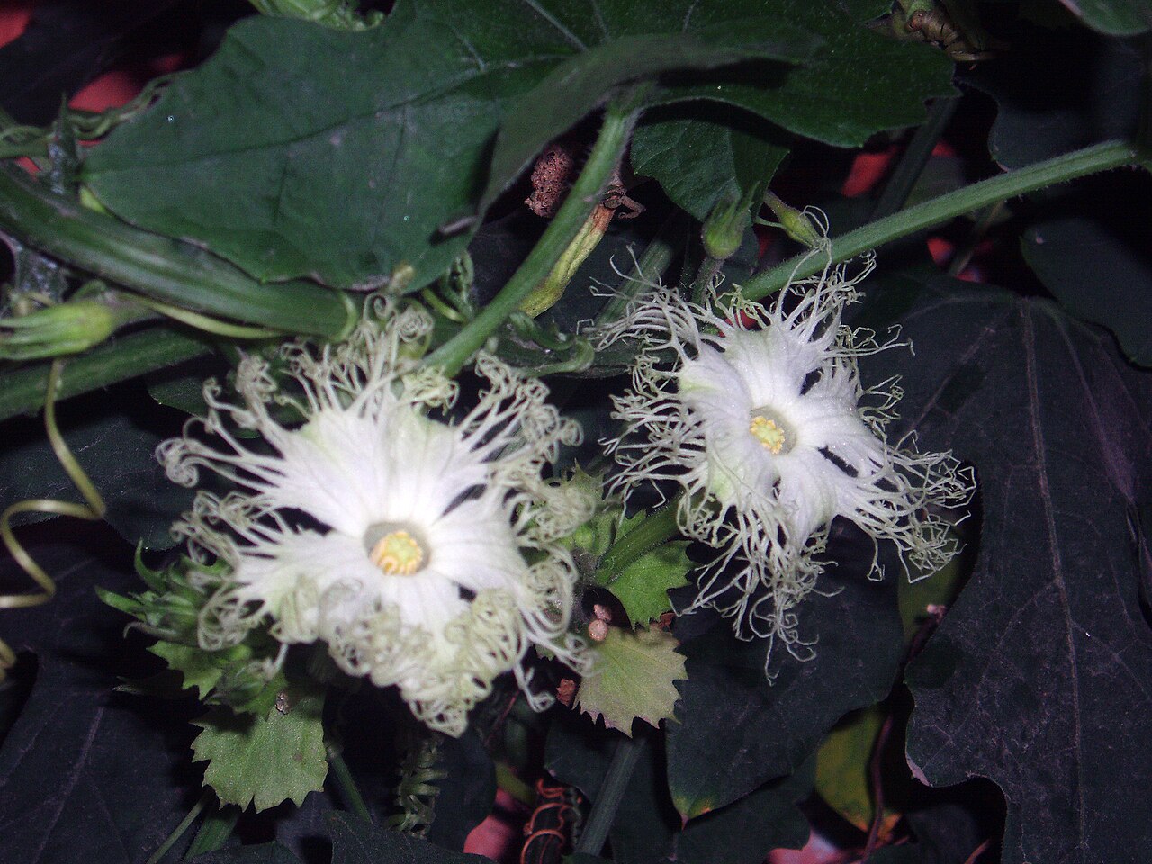 Trichosanthes kirilowii: Flowers of Snakegourd