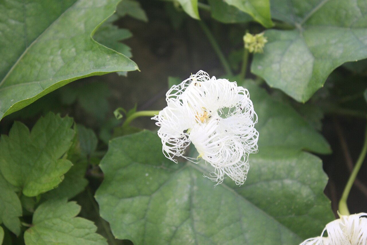 Trichosanthes kirilowii: Trichosanthes kirilowii , Naganeupsong, Jeollanamdo, South Korea