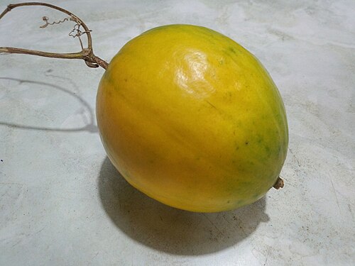 Trichosanthes kirilowii: Trichosanthes kirilowii var japonica Fruit