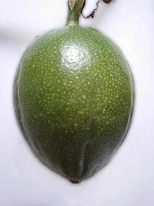 Trichosanthes kirilowii: Trichosanthes kirilowii var japonica - fruit