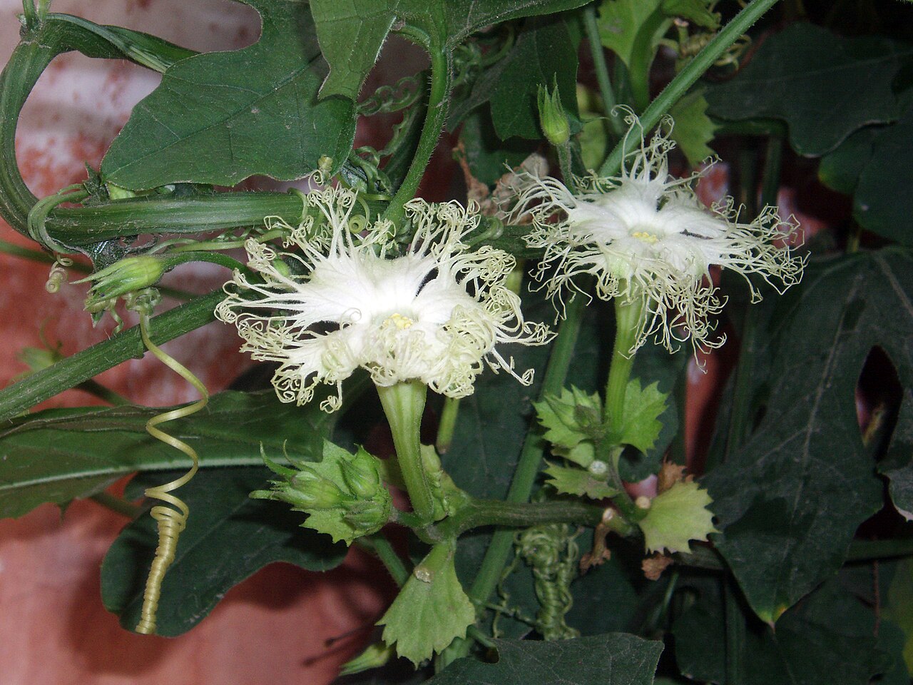 Trichosanthes kirilowii: Flowers of Snakegourd
