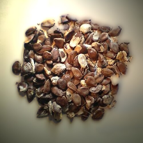 Trichosanthes kirilowii: Trichosanthes kirilowii seeds