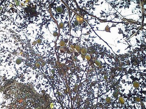 Trichosanthes kirilowii: Trichosanthes kirilowii fruits
