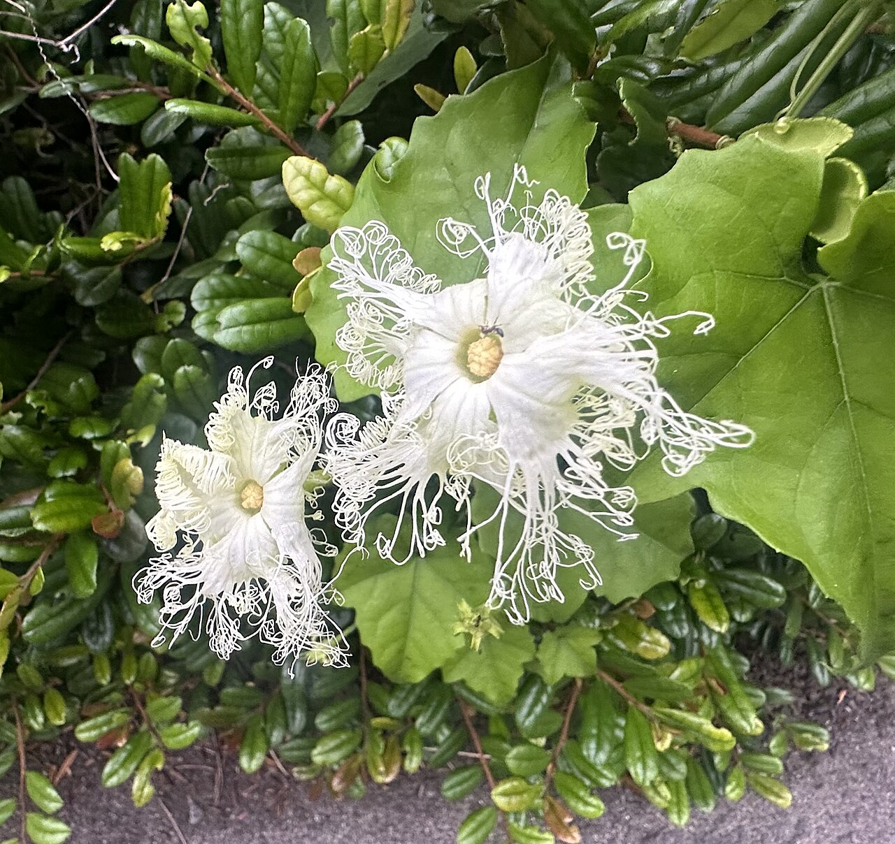 Trichosanthes kirilowii: キカラスウリ(黄烏瓜、学名:Trichosanthes kirilowii var. japonica)