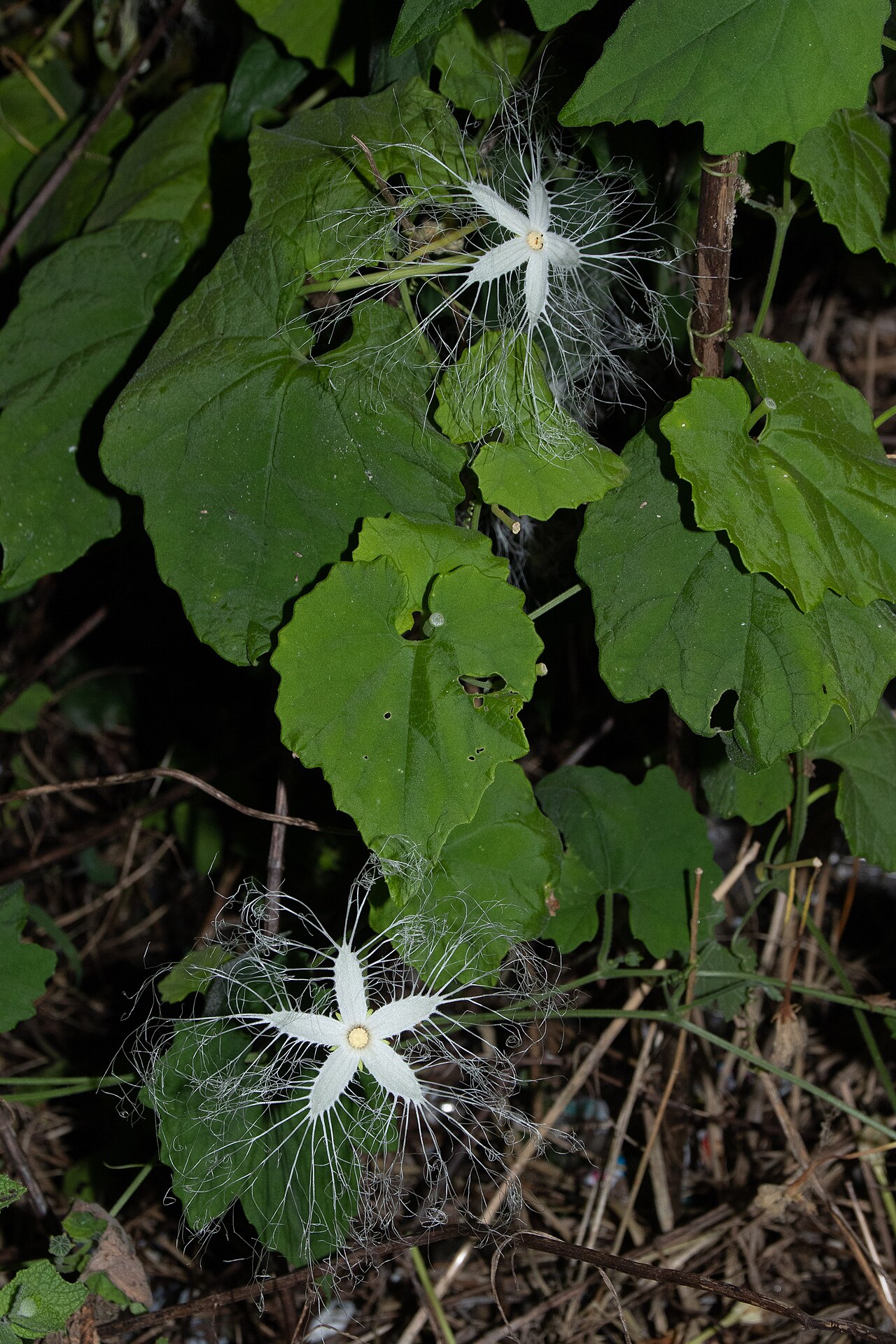 Trichosanthes ovigera: カラスウリ (学名: Trichosanthes cucumeroides ) 撮影地: 茨城県 神栖市