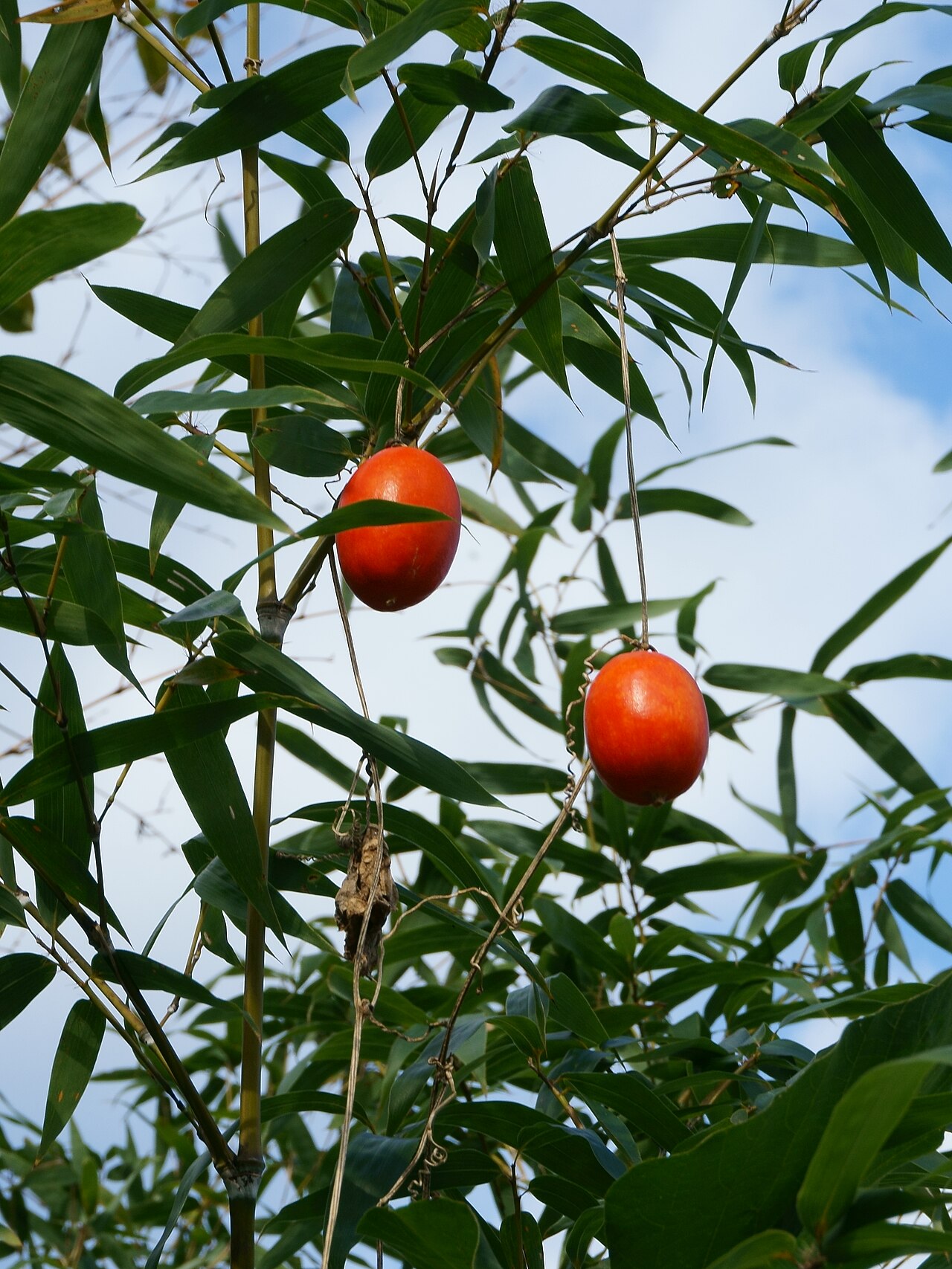 Trichosanthes ovigera: Trichosanthes cucumeroides fruits, dangle from Sasa(dwarf bamboo), at forest in Miyaki town, Saga prefecture.