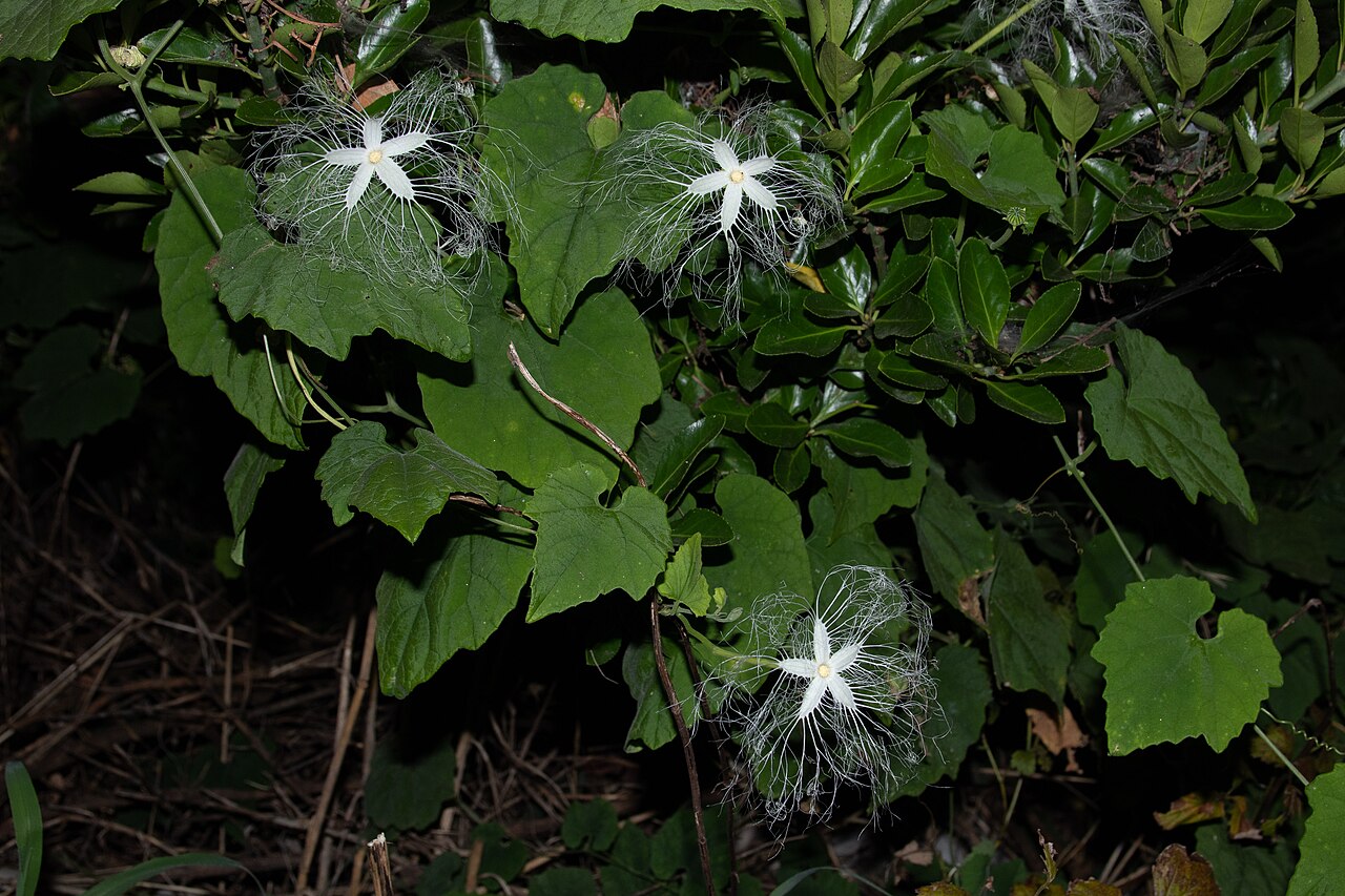 Trichosanthes ovigera: カラスウリ (学名: Trichosanthes cucumeroides ) 撮影地: 茨城県 神栖市