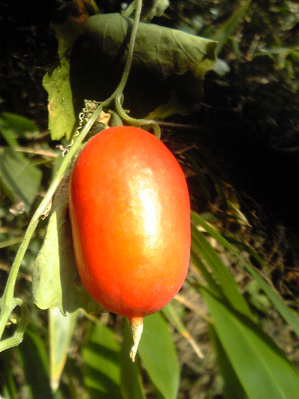 Trichosanthes ovigera: Scientific name Trichosanthes cucumeroides , Snake gourd 's fruit and leaves in autumn of japan.