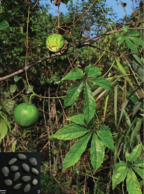 Trichosanthes pedata: "Figure 2. Trichosanthes napoiensis sp. nov. A. Habit. B. Seeds; Trichosanthes pedata C. Habit. D. Seeds."