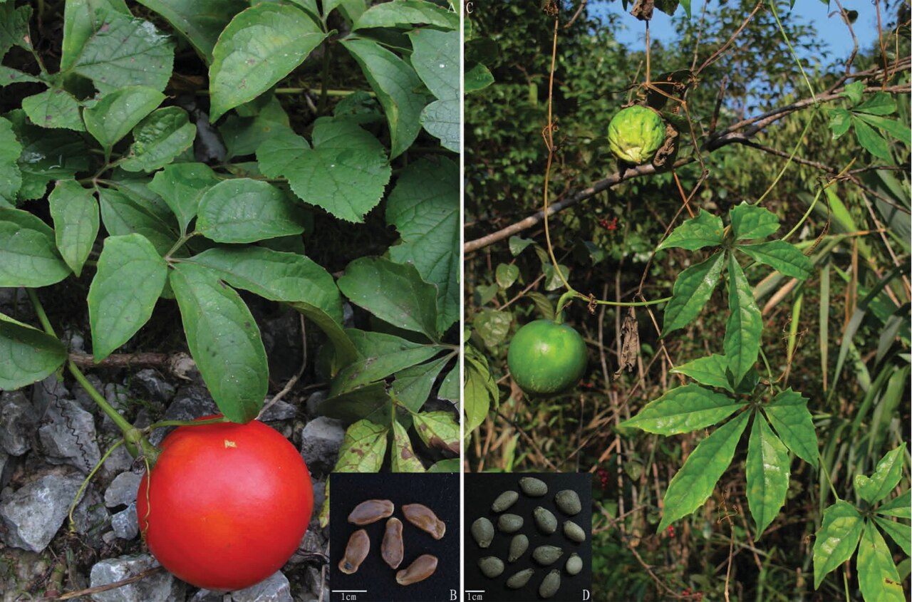 Trichosanthes pedata: "Figure 2. Trichosanthes napoiensis sp. nov. A. Habit. B. Seeds; Trichosanthes pedata C. Habit. D. Seeds."