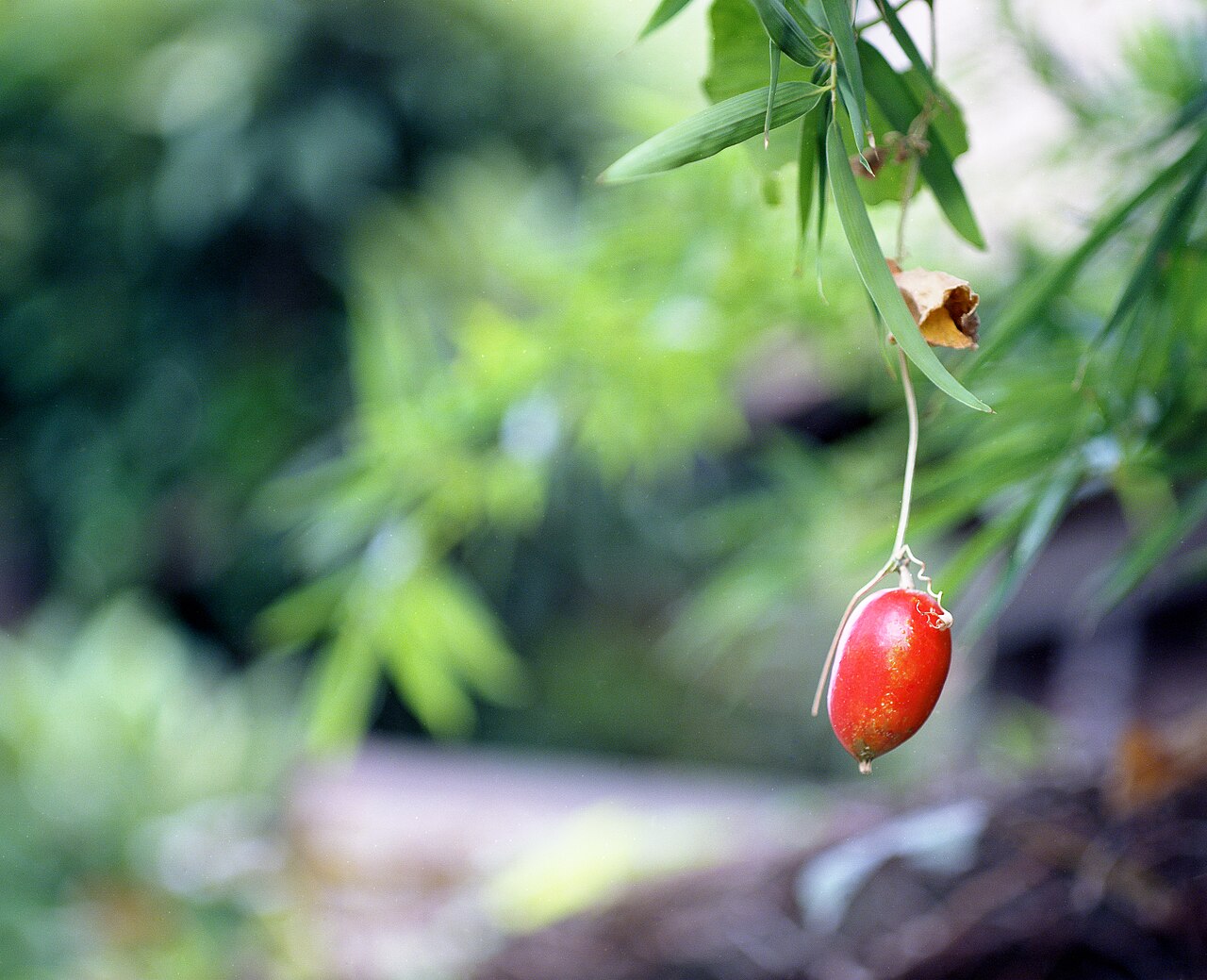 Trichosanthes pilosa: Trichosanthes ovigera (= Trichosanthes cucumeroides , = Trichosanthes pilosa ) hanging from the plant identified as a Japanese Snake Gourd (the edible at immatu