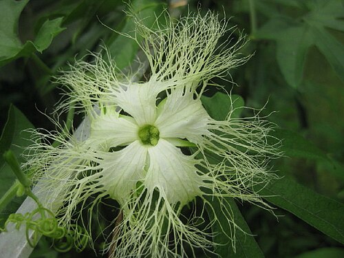 Chinese cucumber: Trichosanthes rosthornii