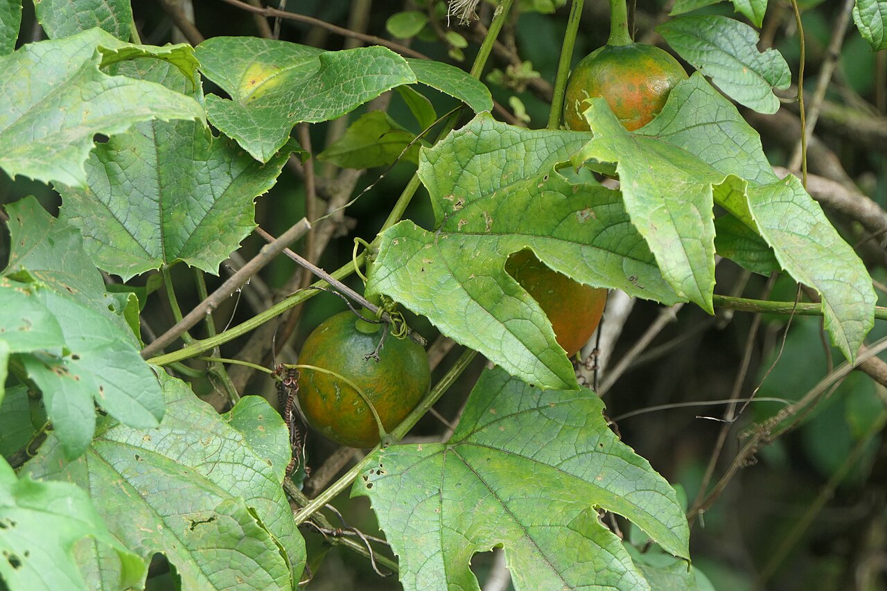 Great fringed-flower vine: Trichosanthes bracteata (Lam.) Voigt