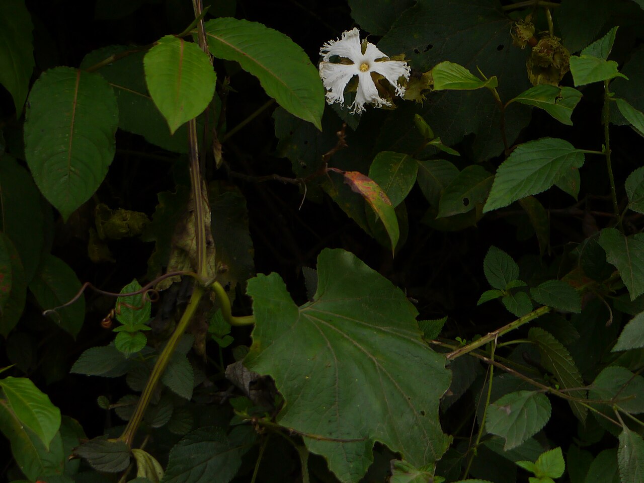 Great fringed-flower vine: Cucurbitaceae (pumpkin, or gourd family) » Trichosanthes tricuspidata try-kos-ANTH-us -- from the Greek trichos (hairy) and anthos (flowers) try-kusp-ee-DAY-tuh