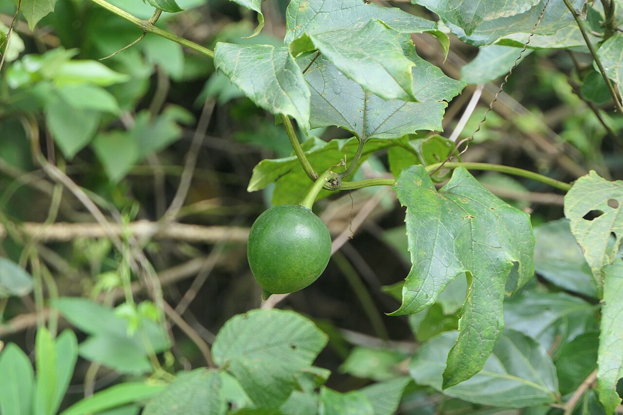 Great fringed-flower vine: Trichosanthes bracteata (Lam.) Voigt