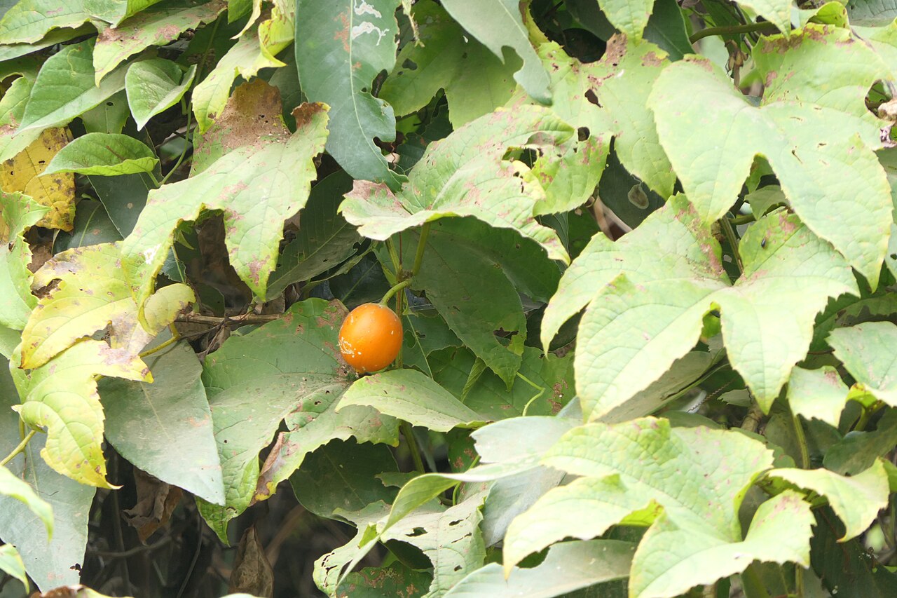Great fringed-flower vine: Trichosanthes bracteata (Lam.) Voigt