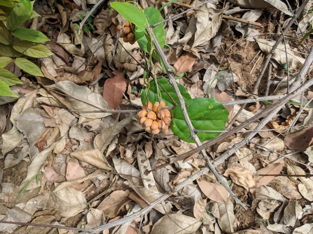 Triclisia subcordata (Triclisia subcordata)