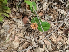 Triclisia subcordata (Triclisia subcordata)