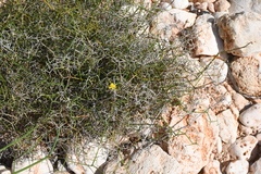 Tricoryne corynothecoides (Tricoryne corynothecoides)
