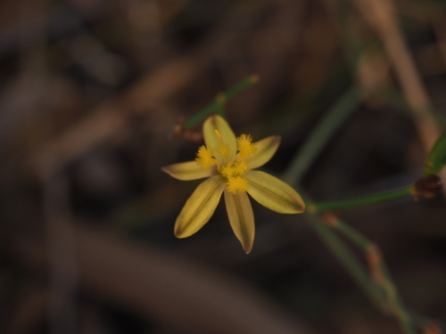Tricoryne corynothecoides (Tricoryne corynothecoides)