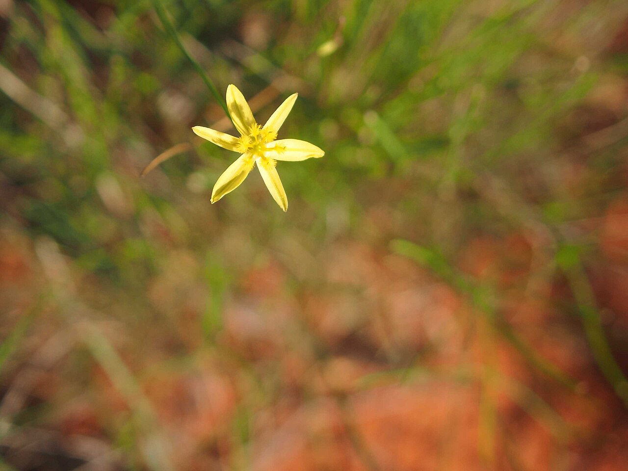 Tricoryne elatior: Tricoryne elatior flowers
