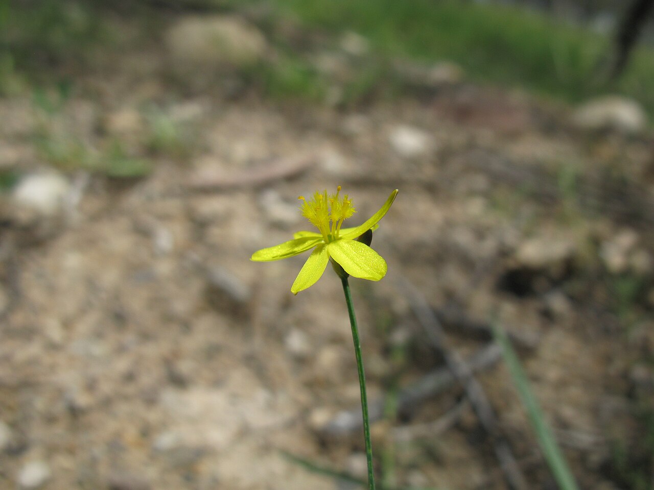 Tricoryne elatior: Native, warm-season, perennial, sparse herb; 10-40 cm tall and with many slender, wiry, branched stems. Leaves are linear, 5-10 cm long and few in number; mainl