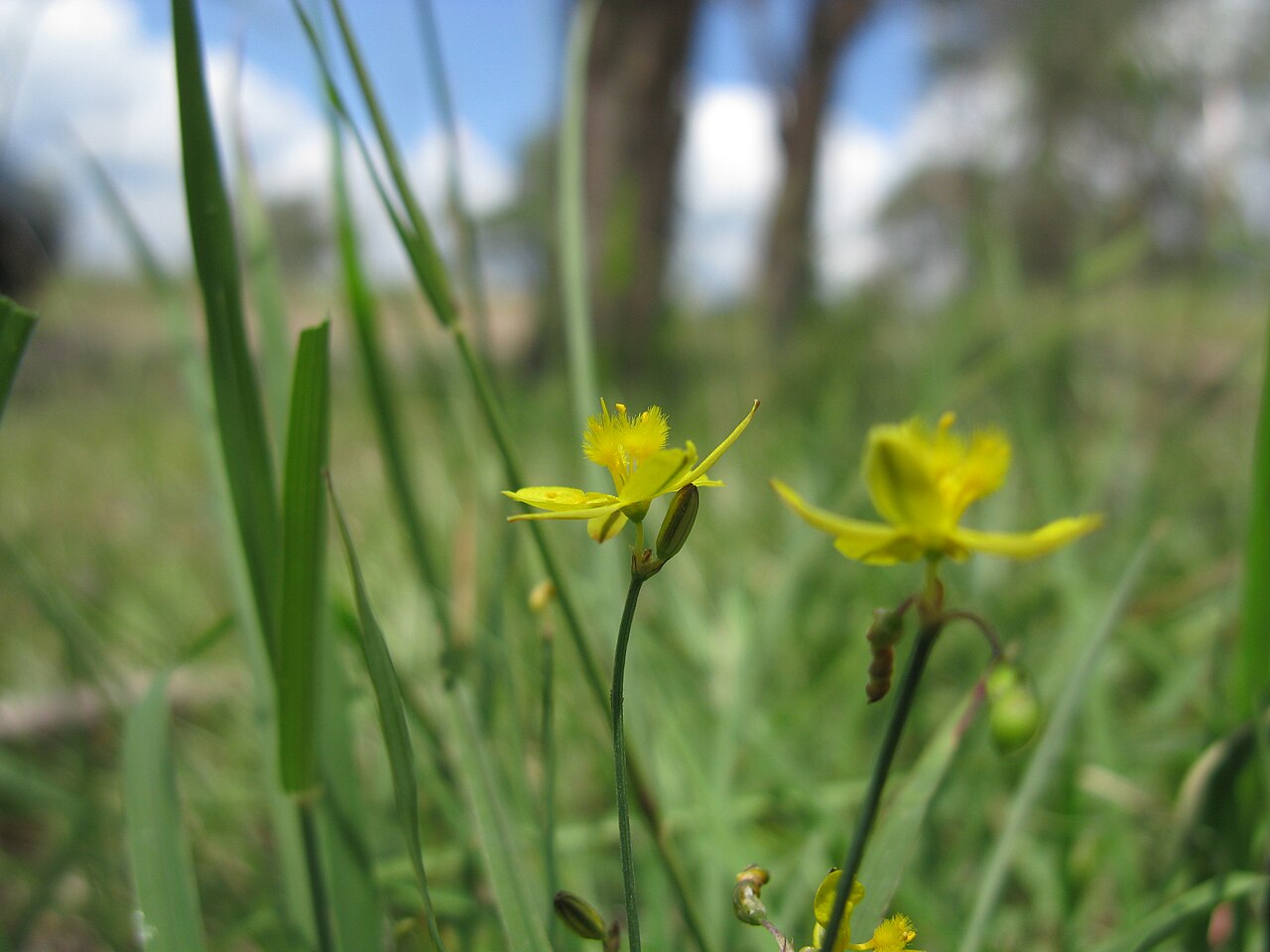 Tricoryne elatior: Native, warm-season, perennial, sparse herb; 10-40 cm tall and with many slender, wiry, branched stems. Leaves are linear, 5-10 cm long and few in number; mainl