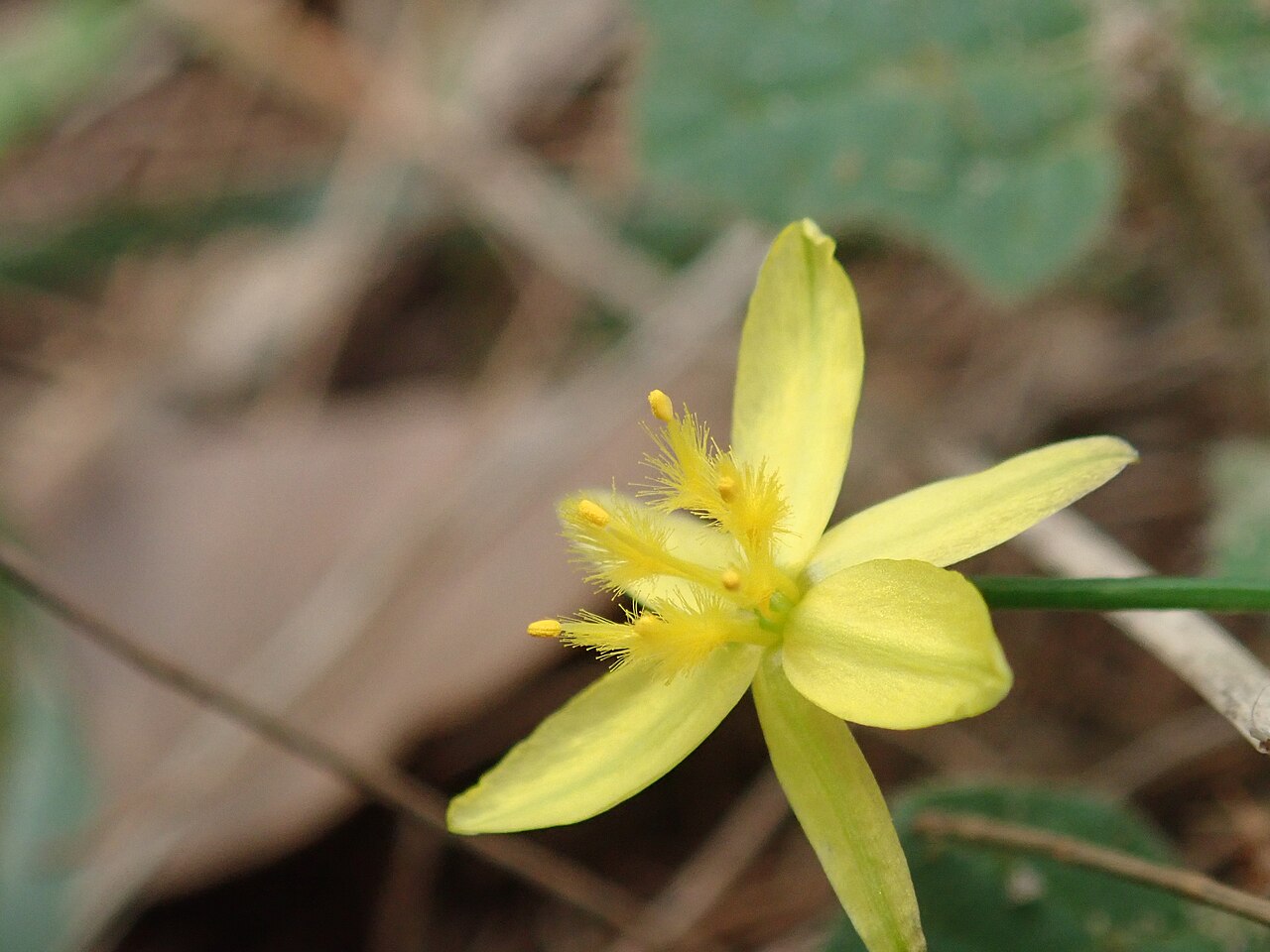 Tricoryne elatior: Tricoryne elatior Bottom third of the Flint & Steel Track, Ku-ring-gai Chase NP