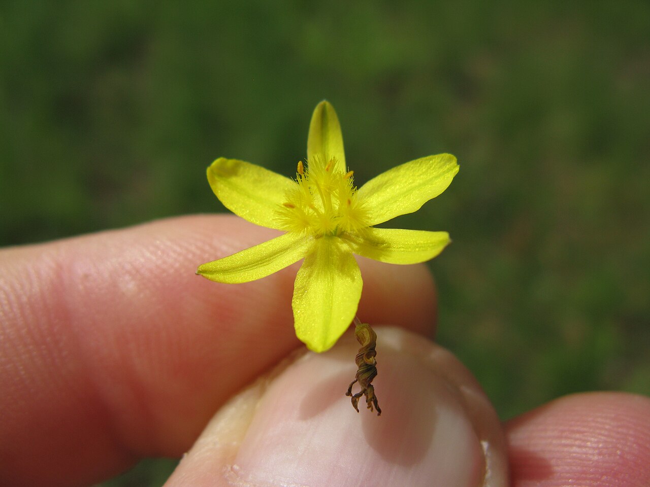 Tricoryne elatior: Native, warm-season, perennial, sparse herb; 10-40 cm tall and with many slender, wiry, branched stems. Leaves are linear, 5-10 cm long and few in number; mainl