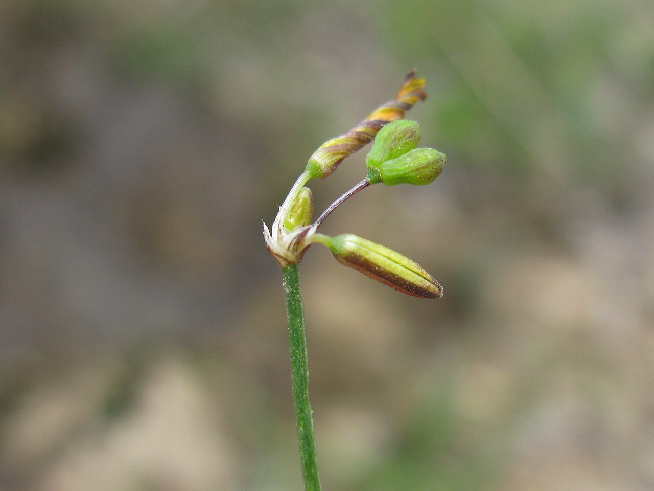 Tricoryne elatior: Native, warm-season, perennial, sparse herb; 10-40 cm tall and with many slender, wiry, branched stems. Leaves are linear, 5-10 cm long and few in number; mainl