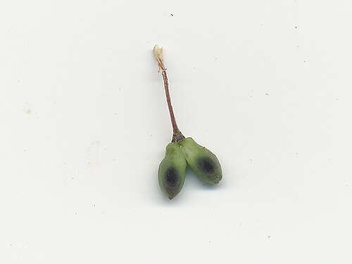Tricoryne elatior: Native, warm-season, perennial, sparse herb; 10-40 cm tall and with many slender, wiry, branched stems. Leaves are linear, 5-10 cm long and few in number; mainl