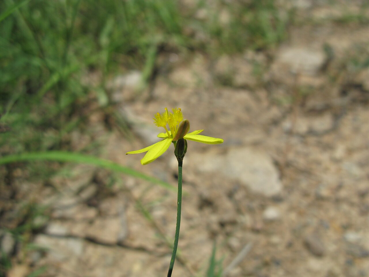 Tricoryne elatior: Native, warm-season, perennial, sparse herb; 10-40 cm tall and with many slender, wiry, branched stems. Leaves are linear, 5-10 cm long and few in number; mainl