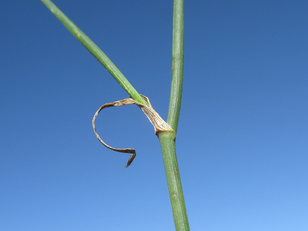 Tricoryne elatior: Native, warm-season, perennial, sparse herb; 10-40 cm tall and with many slender, wiry, branched stems. Leaves are linear, 5-10 cm long and few in number; mainl