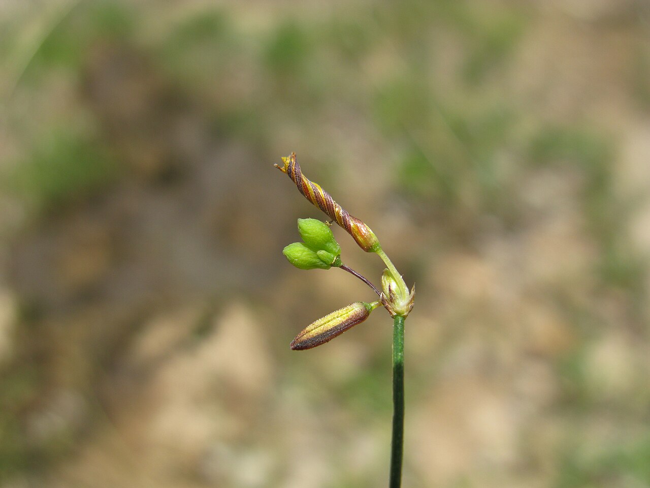Tricoryne elatior: Native, warm-season, perennial, sparse herb; 10-40 cm tall and with many slender, wiry, branched stems. Leaves are linear, 5-10 cm long and few in number; mainl